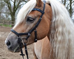 dressage horse Navario 2 (Haflinger, 2011, from Notre Beau)