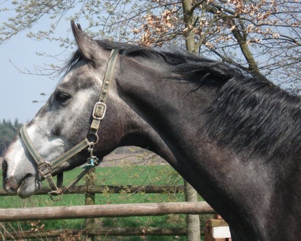 Springpferd Carlsson Vom Dach 2 (Oldenburger, 2005, von Contendro I)