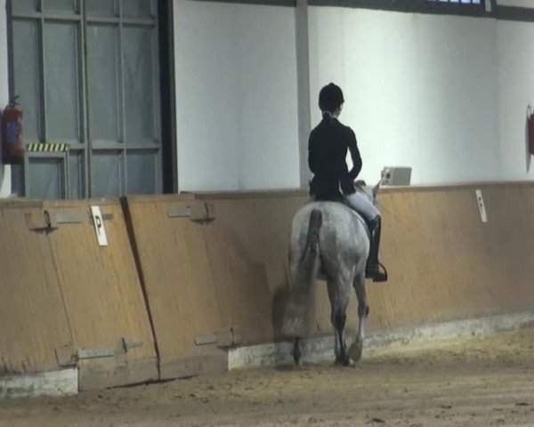 Reitturnier Verden 2013