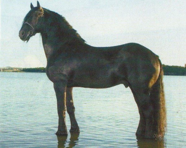 Dressurpferd Onne ut'e Reiden (Friese, 1996, von Oltman 317)