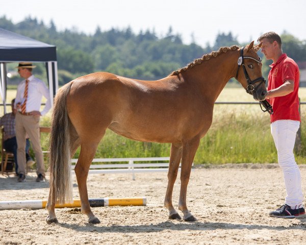 Zuchtstute Prinzess of Paradiese (Deutsches Reitpony, 2017, von No Limit)