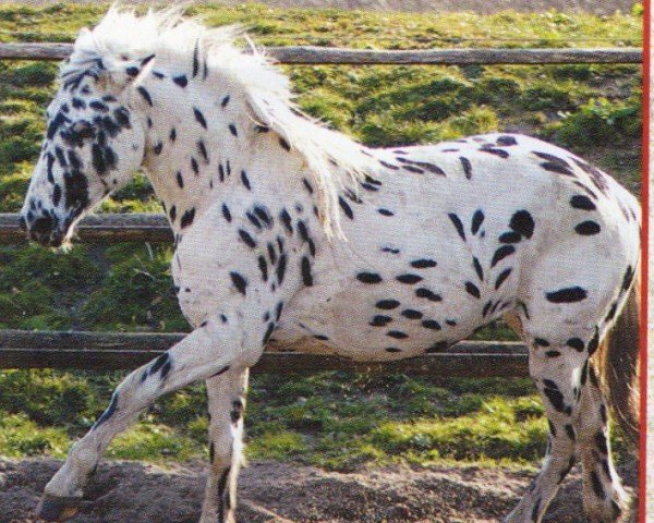 horse Aragon de la Casa Chabeli (Knabstrupper, 2004, from Thorin af Coco)