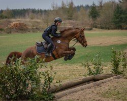 broodmare Colina 75 (Oldenburg, 2013, from Cantoblanco)