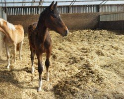 horse Calimero's confringo (Holsteiner, 2024, from Corrido 4)