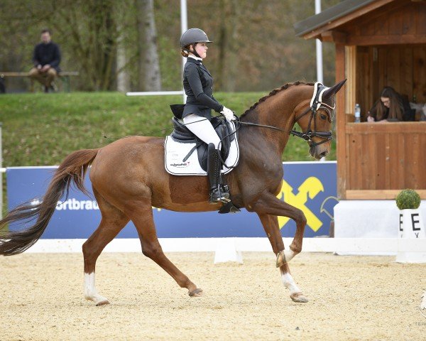 dressage horse Feline 135 (Oldenburg, 2014, from Fürst Wilhelm)
