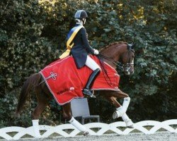 dressage horse Mr.Q 3 (Oldenburg, 2011, from Quaterback)