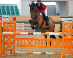 jumper Mr Catrick (Czech Warmblood, 2004, from Catrick I)