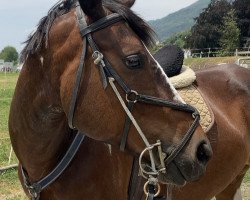 jumper Whisky VIII (Swiss Warmblood, 2010, from Unbekannt SUI)