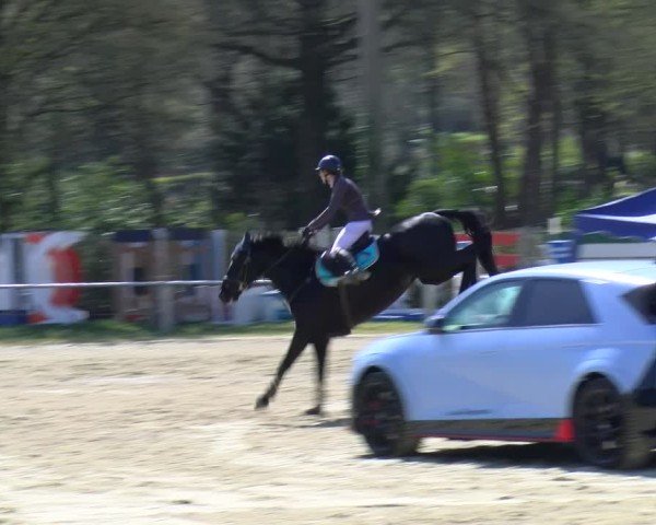Reitturnier Bottrop 2025
