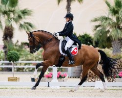 broodmare Donna Mey (Westphalian, 2011, from Deveraux 3)