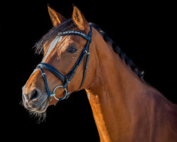 broodmare Amazing Sister (Hanoverian, 2010, from Askari)