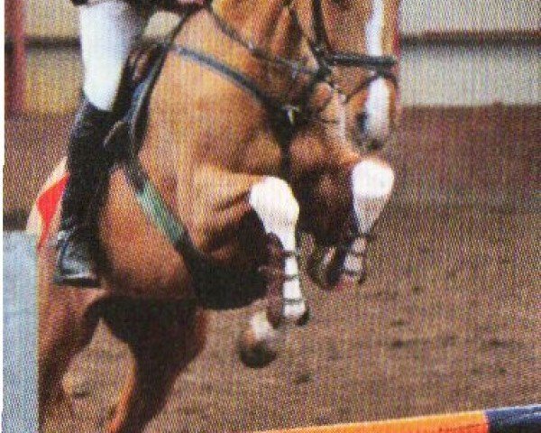 horse Zie Dan (KWPN (Royal Dutch Sporthorse), 2004, from Odermus R)