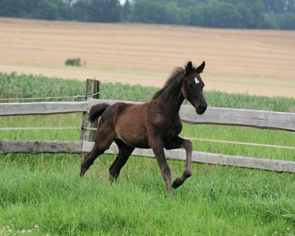 Pferd Dancing Daylight (Westfale, 2021, von Donier)