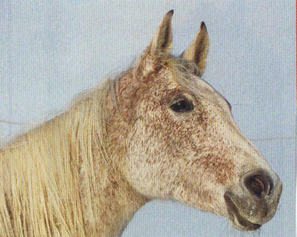 horse Kassandra (Arabian, 1995, from Medalist 1987 ox)