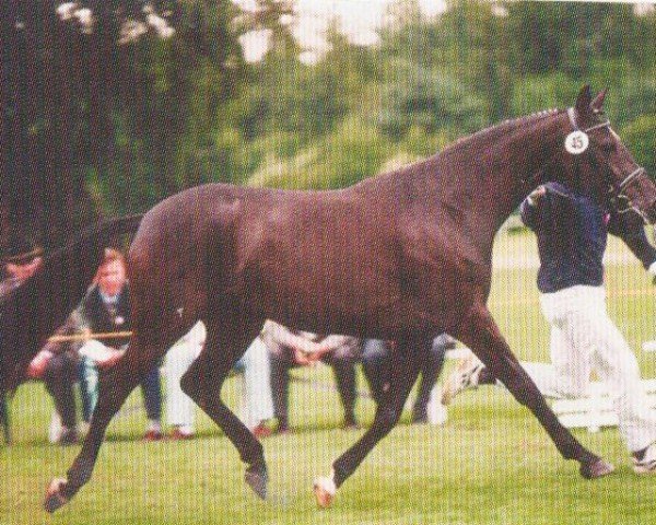 broodmare Andante (Oldenburg, 1993, from Night and Day)