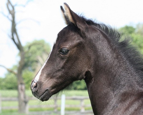 Pferd Call me Hildegard (Deutsches Reitpony, 2021, von Cadlanvalley Sir Ivanhoe)