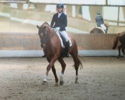 dressage horse Highlight 118 (Hanoverian, 2006, from Hochadel)