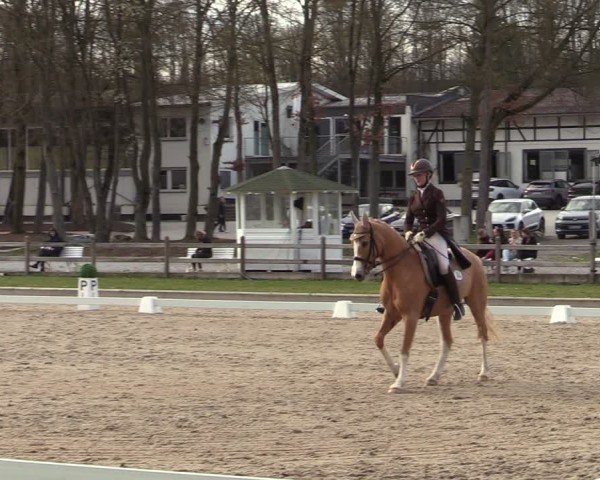 Reitturnier Balve-Wocklum 2025