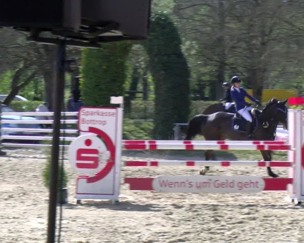 Reitturnier Bottrop 2025