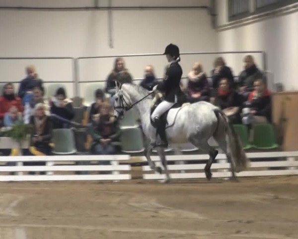 Reitturnier Verden 2013