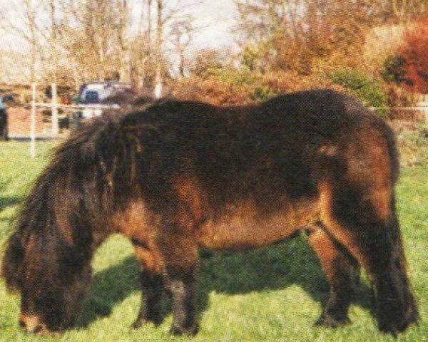 dressage horse Karlchen (Shetland Pony, 1996, from Karli)