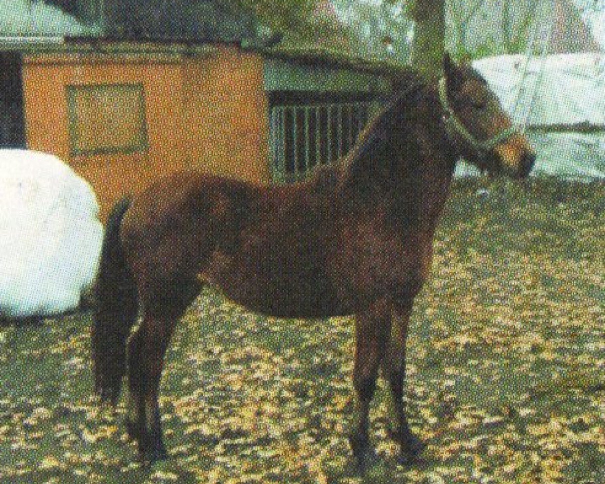 horse Diego (Knabstrupper, 2001, from Dinus)
