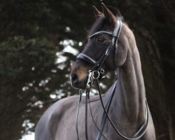 jumper Finesse 372 (Holsteiner, 2013, from Cascor Z)