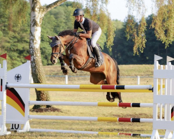 Zuchtstute Berta 74 (Hannoveraner, 2013, von Balou du Rouet)