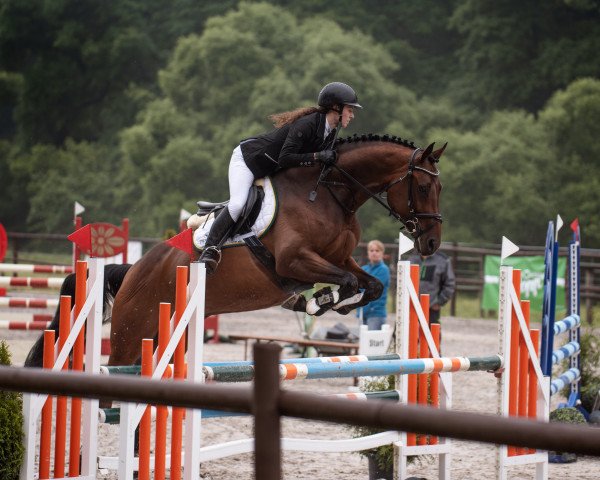 jumper Popcorn 72 (Oldenburg show jumper, 2014, from Cormint)