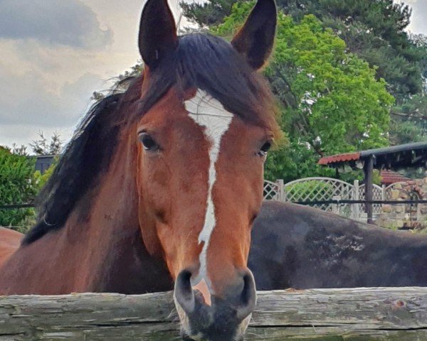 broodmare Bella Donna 167 (Westphalian, 2017, from Bellini Royal)