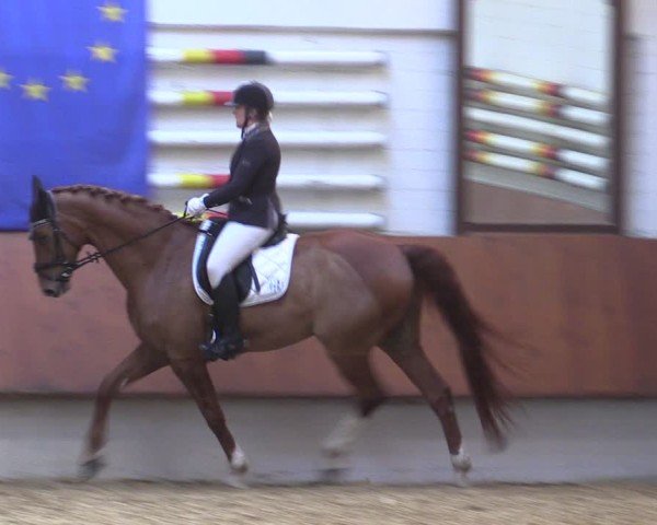 Reitturnier Bottrop 2025