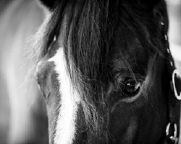 dressage horse Luigi 208 (Hanoverian, 2004, from Lissabon 29)