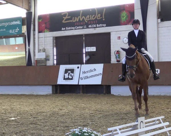 Reitturnier Bottrop 2025