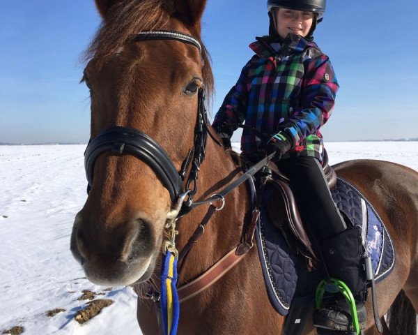 Dressurpferd Belle (Welsh-Cob (Sek. D), 2005)