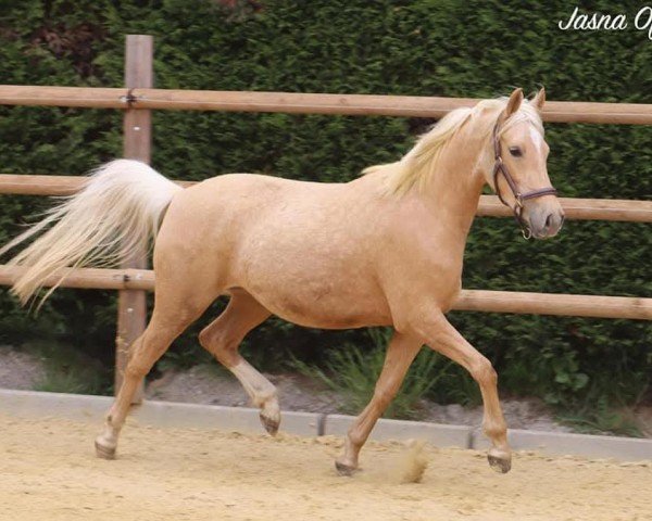 Zuchtstute Steverheides Auchsonetussi (Deutsches Reitpony, 2019, von A Gorgeous)