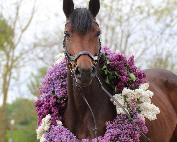 jumper C4 (Zangersheide riding horse, 2014, from Cascor Z) jumper C4 (Zangersheide riding horse, 2014, from Cascor Z)