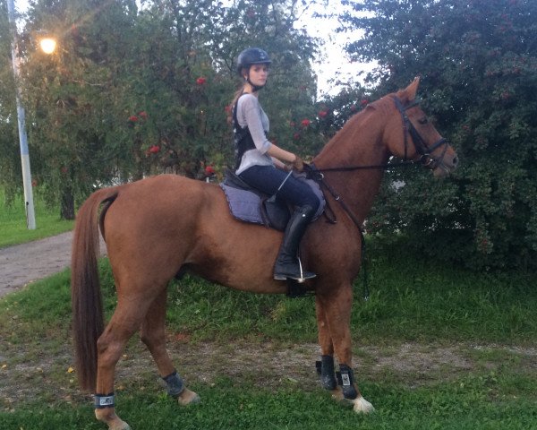 horse Lenox Luis (Oldenburg, 2007, from Ludwig von Bayern 168 FIN)