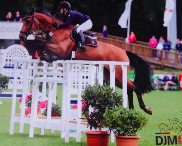 broodmare Thekla Carola (Holsteiner, 2003, from Cash and Carry)