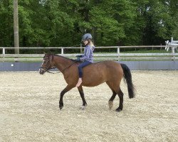 dressage horse Babsi 109 (German Riding Pony, 1994, from Beach Boy)