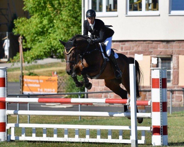 Springpferd Cortina 197 (Rheinländer, 2008, von Cola 10)