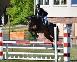 jumper Cortina 197 (Rhinelander, 2008, from Cola 10)