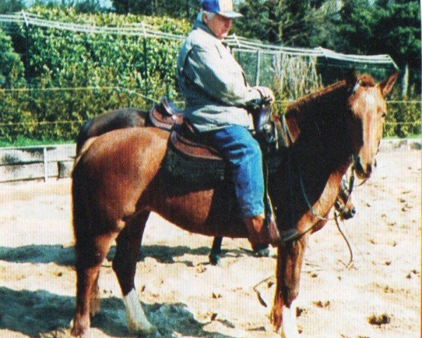 horse Mira (Freiberger, 2000, from L'As de Coeur)
