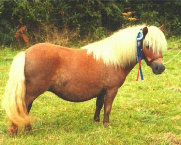 broodmare Tawna Cornish Cream (Shetland pony (under 87 cm),  , from Birling Induna)