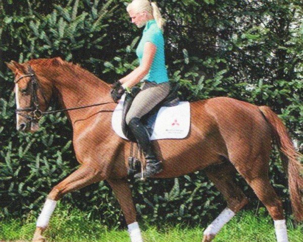 horse Sangria (Hanoverian, 2008, from San Remo)