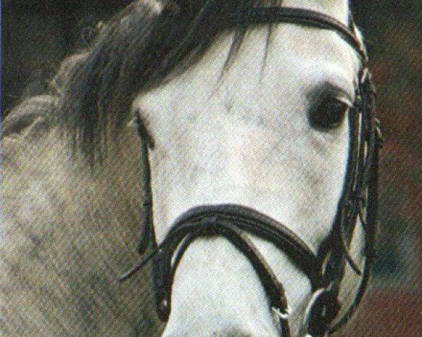 dressage horse Elaya (Trakehner, 2005, from Michelangelo)
