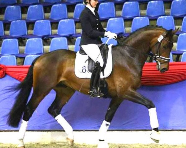 dressage horse San Sebastian (Oldenburg, 2015, from San Riant)