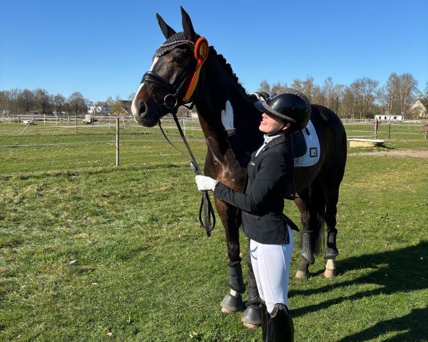 dressage horse Que One (Hanoverian, 2016, from Quaterhall)