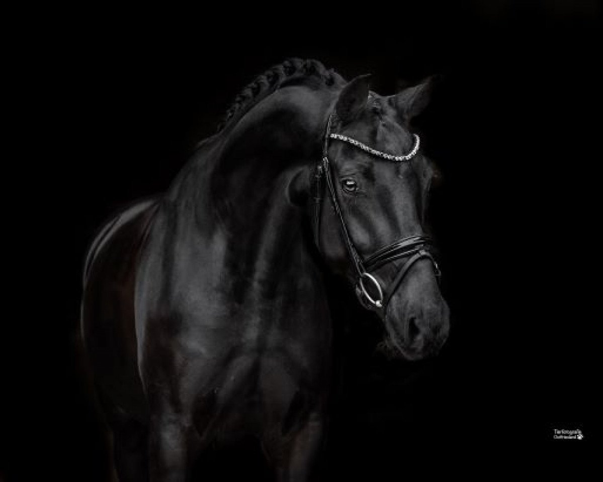 dressage horse San Chocolat (Oldenburg, 2016, from San Amour I)