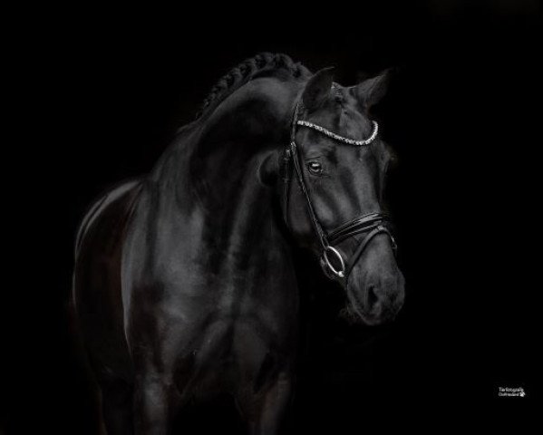 dressage horse San Chocolat (Oldenburg, 2016, from San Amour I)