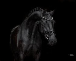 dressage horse San Chocolat (Oldenburg, 2016, from San Amour I)